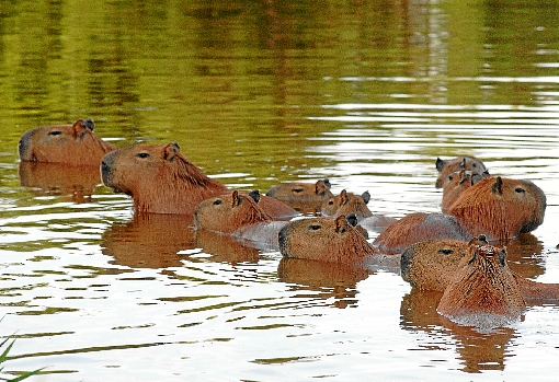 Amigas do Lago: capivaras ajudam a preservar a orla e a qualidade da água do Lago Paranoá