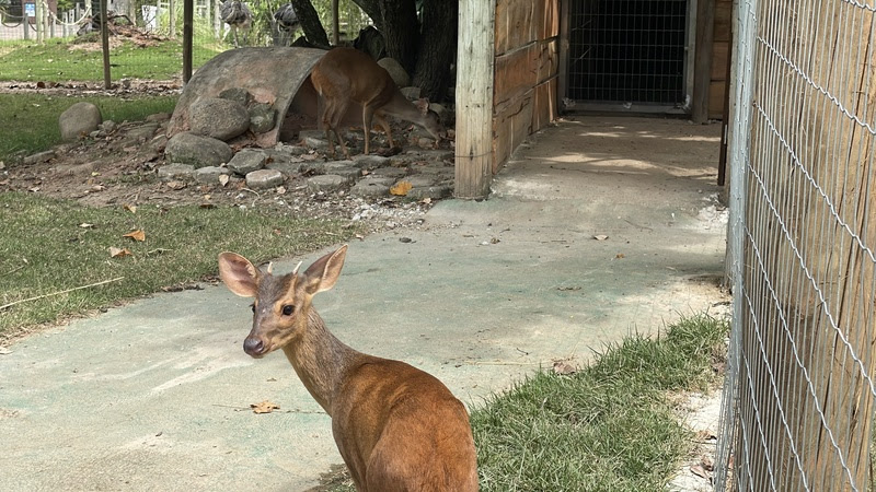 Novo morador do BioParque do Rio ganha nome escolhido pelo público em votação nas redes sociais